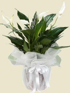 Esenboğa Havalimanı çiçekçi