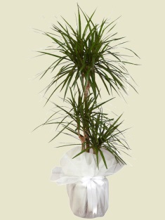 Esenboğa Havalimanı çiçekçi