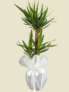 Esenboğa Havalimanı çiçekçi