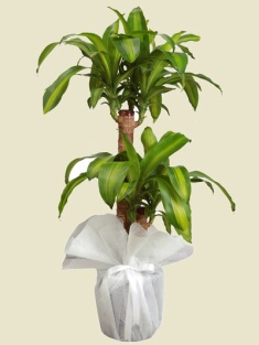 Esenboğa Havalimanı çiçekçi