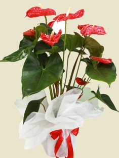 Esenboğa Havalimanı çiçekçi