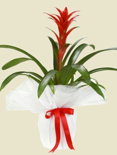 Esenboğa Havalimanı çiçekçi