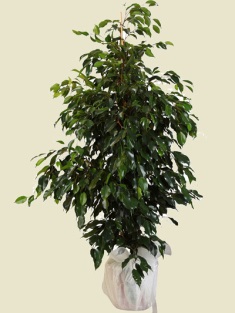 Esenboğa Havalimanı çiçekçi