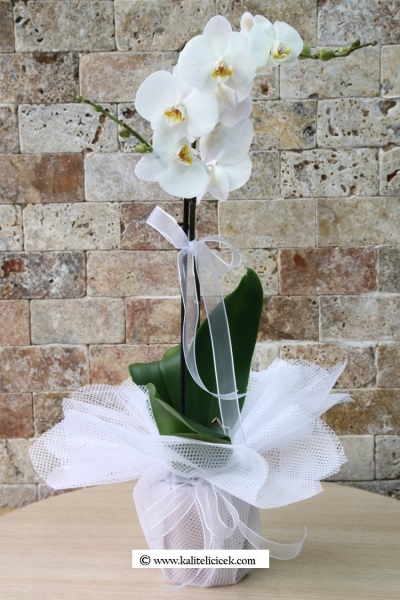 Beyaz Orkide Çiçeği
