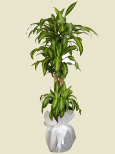 Esenboğa Havalimanı çiçekçi