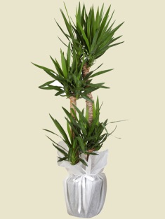 Esenboğa Havalimanı çiçekçi