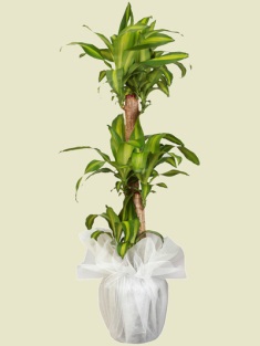 Esenboğa Havalimanı çiçekçi