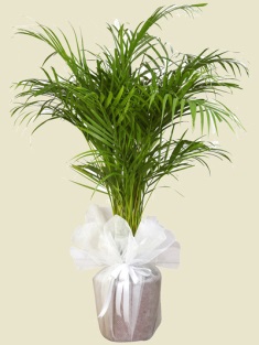 Esenboğa Havalimanı çiçekçi