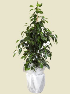 Esenboğa Havalimanı çiçekçi